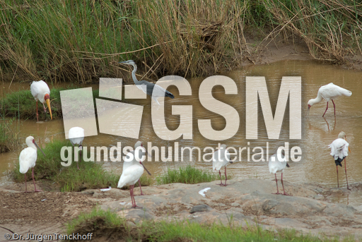 Schmalschnabellöffler (2 von 4).jpg